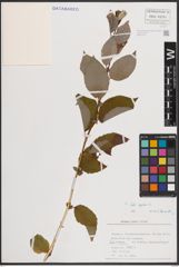 Foto von Salix caprea L.